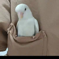 طوطی برزیلی