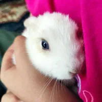 خرگوش|موش و خرگوش|مرودشت, فاز دوم شهرک فرهنگیان|دیوار