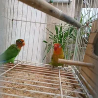 طوطی برزیلی