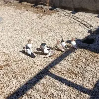 کفتر|پرنده|کبودرآهنگ, |دیوار