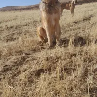 نژادسراب قدیم ۱۵ ماه جوان گلی زمانت|سگ|بستان آباد, |دیوار