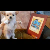 chihuahua شیواوا چیواوا جیبی فنجونی شیهواهوا شی و|سگ|لواسان, |دیوار