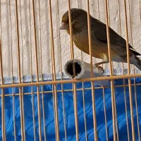 قناری سوخته