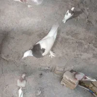 عروس هلندی کفترطوقی سده کیشگیله هفترنگ فنچ مرغ عشق|پرنده|سبزوار, امیر کبیر|دیوار