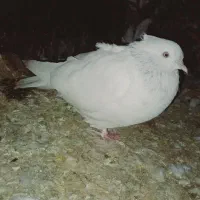 کفتر|پرنده|بم, |دیوار