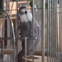 عروس هلندی گم شده