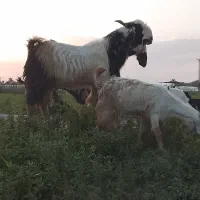 نری گلابی نژاد عالی