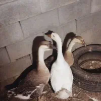 سه عدد قوغاز یدونه نر دو تا ماده