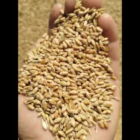گندم درشت و قرمز  کیلویی 50