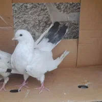 کفتر تهرانی غریب گیری به تعداد ۶۰ تا هما سرور