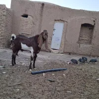 تکه گلابی گوش بلند|حیوانات مزرعه|خواف, |دیوار