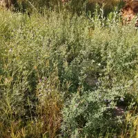 علف باغی