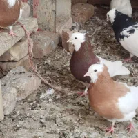 طوقی|پرنده|رفسنجان, |دیوار