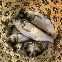 بچه آمور ماهی کپور|ماهی|گرگان, |دیوار