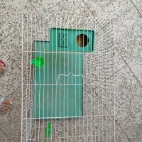 قفس پرنده و خرگوش|لوازم جانبی حیوانات|مشهد, کوی سیدی|دیوار
