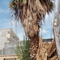 خرید چوب و هرس کردن درختهای مزاحم|خدمات باغبانی و درختکاری|رفسنجان, |دیوار