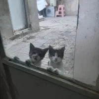 دوتا گربه ماده چهار ماهه