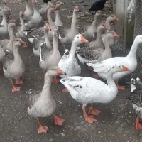 غازوبوقلمون|حیوانات مزرعه|لوندویل, |دیوار