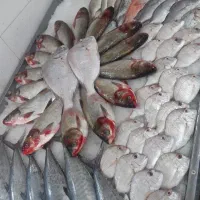 ماهی و میگو