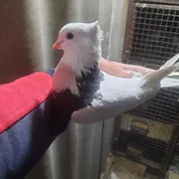 کبوتر ، کفتر ، طوقی|پرنده|تهران, کیانشهر|دیوار