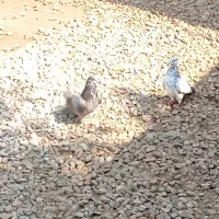 کبوترپکستانی|پرنده|بوشهر, |دیوار