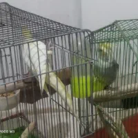 عروس نر وماده