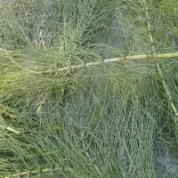 گیاه دارویی دم اسبی