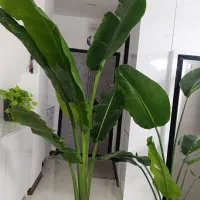 گل های آپارتمانی