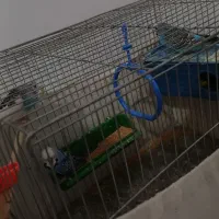 مرغ عشق یکی انگلیسی توافقی