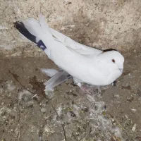 کبوتر|پرنده|دورود, |دیوار