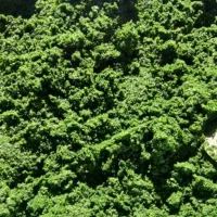 سبزی|خوردنی و آشامیدنی|ایلام, |دیوار