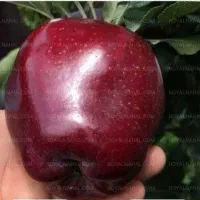 فروش نهال سیب لبنان