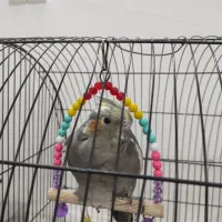 عروس هلندی|پرنده|قم, زاویه|دیوار