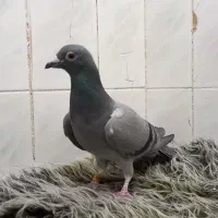 کفتر پرشی|پرنده|طبس, |دیوار