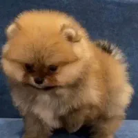 توله پامرانین