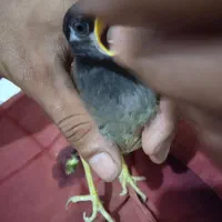 مینا تربیت شده آماده