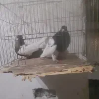 تعدادی کبوتر|پرنده|گرمی, |دیوار