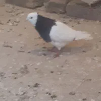 پرشی|پرنده|نیشابور, مازول|دیوار