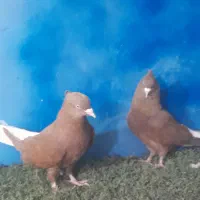 دستگاه جوجه کشی|لوازم جانبی حیوانات|مشهد, همت آباد|دیوار