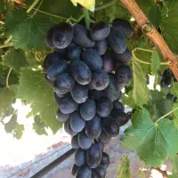 تولید نهال انگور بلک سیدلس بازار پسند