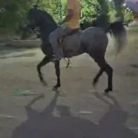 اسب