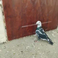 سوسکی بزک .دم سفید