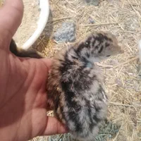 جوجه یک روزه مزرعه|حیوانات مزرعه|مشهد, احمدآباد|دیوار