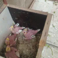 فروش جوجه عروس هلندی