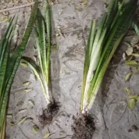 سانسوریا پوست ماری