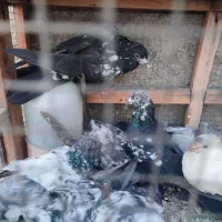 کبوتر ارزان جم|پرنده|جم, |دیوار