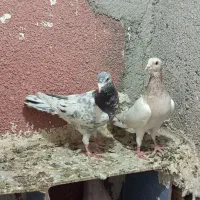 کفتر سار هفترنگ قاره طوقی کاکلی پلنگ آلمانی سوسکی