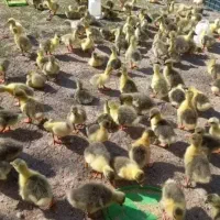 فروش ویژه جوجه غاز وقوغاز اوکراینی