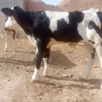 گوساله در همدان