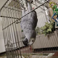 طوطی کاسکو بیش از 100کلمه و جندین جمله حرف میزنه